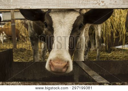 Cute Brown And White Cow In A Farm. Looking In Camera Through A Wooden Fence