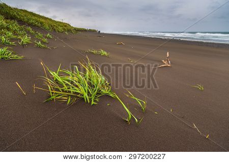 View Of The Waved Waves Of The Avachinskaya Bay , Avacha Bay And Volcanic Beaches. Kamchatka Peninsu