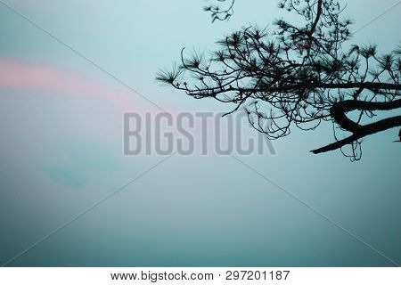 Natural Branches In The Foggy Sky To The Natural World.