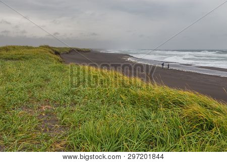 View Of The Waved Waves Of The Avachinskaya Bay , Avacha Bay And Volcanic Beaches. High Grass Growin