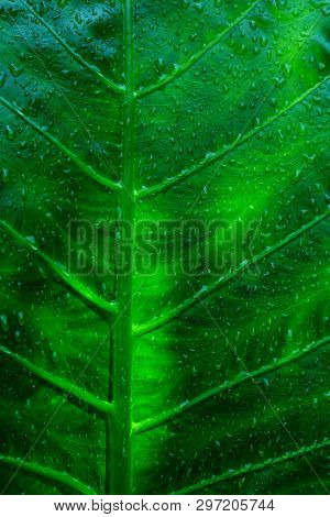 Green Leaf Of Exoic Tropical Plant And Dew Drops As Background