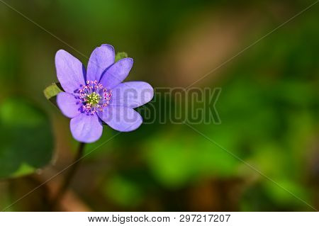 Spring Flower. Beautiful Blooming First Small Flowers In The Forest. Hepatica. (hepatica Nobilis)
