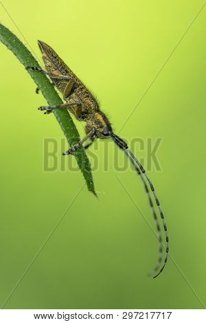Golden-bloomed Grey Longhorn Beetle Agapanthia Villosoviridescens In Czech Republic