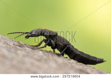 The Devils Coach-horse Beetle Ocypus Olens In Czech Republic