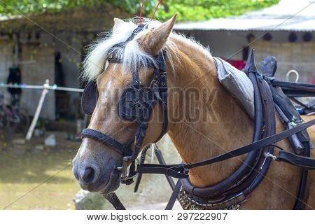 The Horse In The Harness And In The Blinders Waiting For Passengers