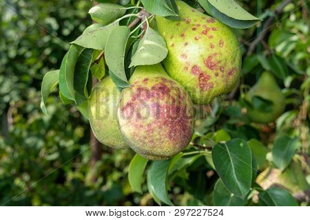 Pear Tree Disease On The Leaves And Bark. The Concept Of Chemical Garden Protection