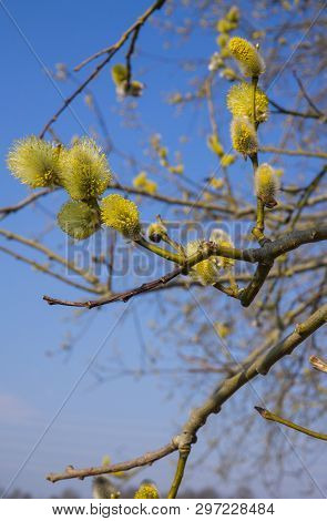 Willow Bush With Full-blown Male Pollen Earrings