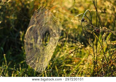 Spider's Web Against Sunrise In A Meadow