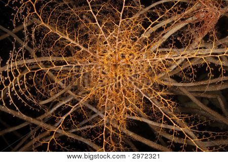 Giant Basket Star (Astrophyton Muricatum)