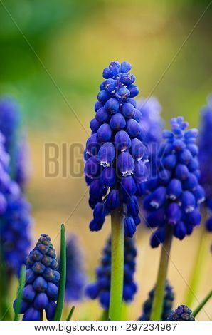 Small Blue Flowers Bloom In Spring Muskari