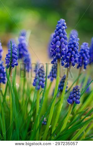 Small Blue Flowers Bloom In Spring Muskari
