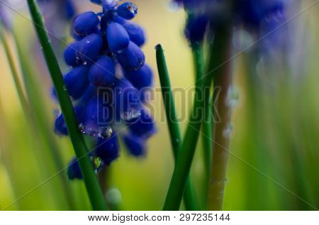 Small Blue Flowers Bloom In Spring Muskari