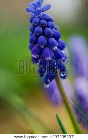 Small Blue Flowers Bloom In Spring Muskari