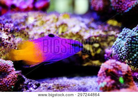 Royal Gramma Salt Water Fish  - (gramma Loreto)