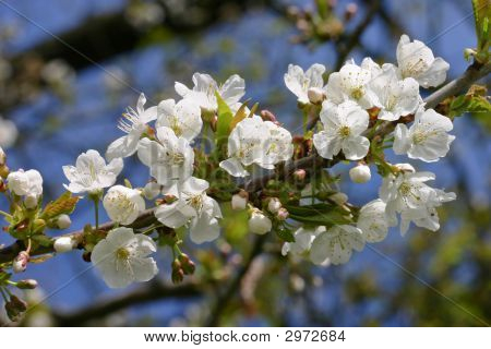 White Apple Blossoms