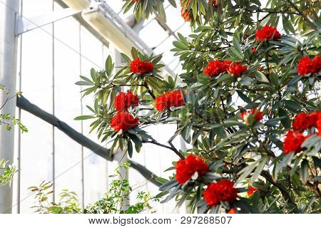 Closeup Of Flowering Colourful Azaleas In Greenhouse In Sunny Day With Beautiful Light, Soft Focus. 