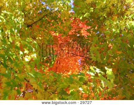 Beautiful Fall