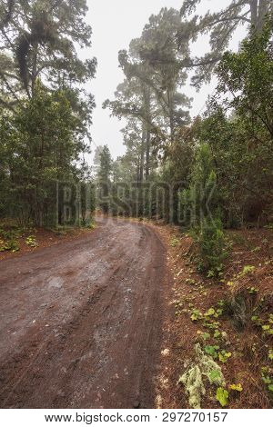 Beautiful Foggy Forest In Arenas Negras, Tenerife, Canary Islands, Spain.