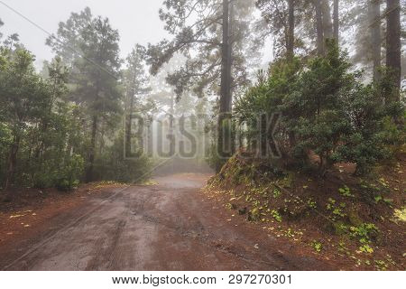 Beautiful Foggy Forest In Arenas Negras, Tenerife, Canary Islands, Spain.