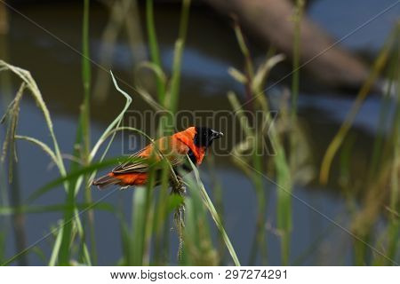Red Bishop Bird On Grass With Seeds (euplectes Orix)