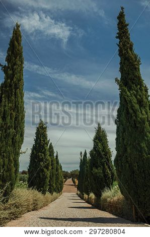 Charming Cobblestone Path Encircled By Poplars And Bushes In A Vineyard Near Estremoz. A Nice Little