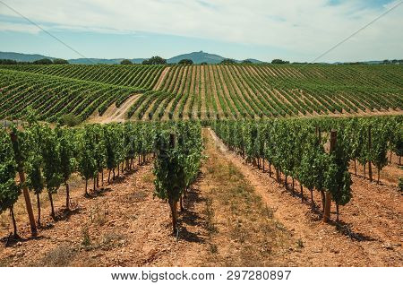View Of Many Parallel Vines Stretches As Far As The Eye Could See Going Up The Hill, In A Vineyard N