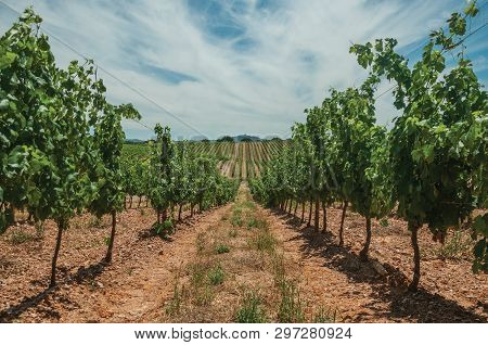 View Of Many Parallel Vines Stretches As Far As The Eye Could See Going Up The Hill, In A Vineyard N