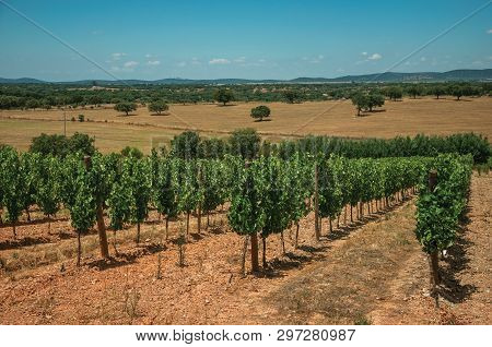 View Of Many Vines Stretches As Far As The Eye Could See Going Down The Hill, In A Vineyard Near Est