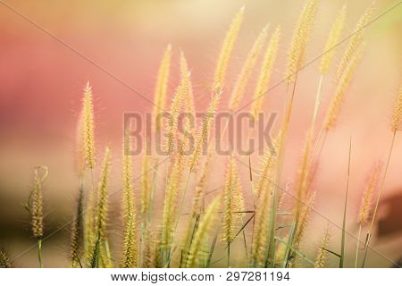 Mission Grass Flower Or Pennisetum Pedicellatum Grass Meadow Sunset In The Garden / Desho , Graminea