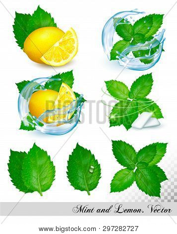 Collection Of Fresh Mint And Melissa Leaves With Lemon In Splash Of Water. Vector Set