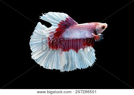 Swimming Action Of Betta, Siamese Fighting Fish, Colorful Betta, Pla-kad (biting Fish) Thai; Half Mo