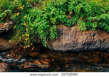 Bush With Blooming Yellow Flowers Of Silverweed Near Spring Water With Stones Close-up. Medical Plan
