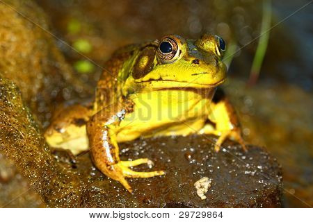 grÃ¼ne Frosch (Rana Clamitans)