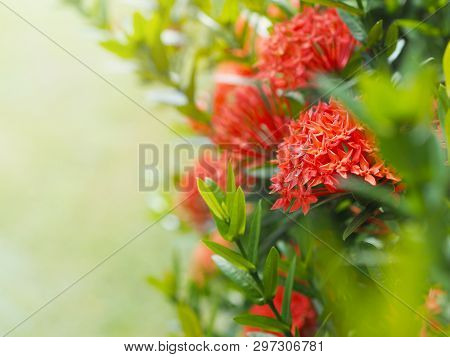 Chinese Ixora Or Ixora Cluster With Green Leaves. Red Flowers Bush And Sunlight.