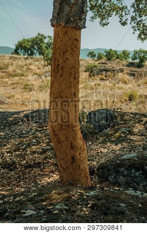 Cork Trees Trunk, Very Common In Portugal, With The Bark Removed For The Production Of Corks Or Prod