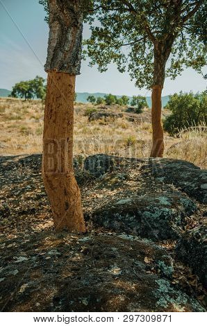 Cork Trees Trunk, Very Common In Portugal, With The Bark Removed For The Production Of Corks Or Prod