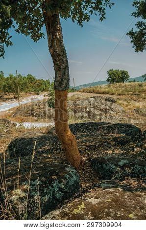 Cork Trees Trunk, Very Common In Portugal, With The Bark Removed For The Production Of Corks Or Prod