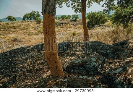 Cork Trees Trunk, Very Common In Portugal, With The Bark Removed For The Production Of Corks Or Prod