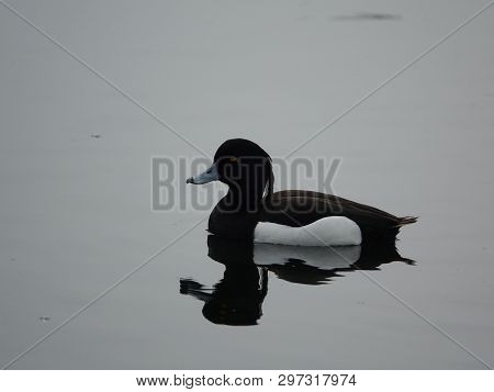 Male Tufted Duck (aythya Fuligula) On Calm Water