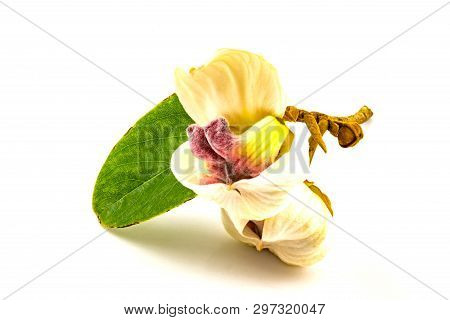 Blooming Mahaprom Rachini Flower (mitrephora Sirikitiae) Isolated On White Background