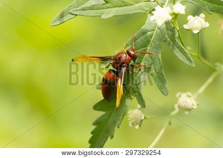 Red Wasp, Paper Wasp Close Up Near Pune, Maharashtra, India