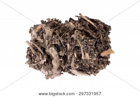 Bird Of Prey (owl), Dropping, Mouse Skull And Bones