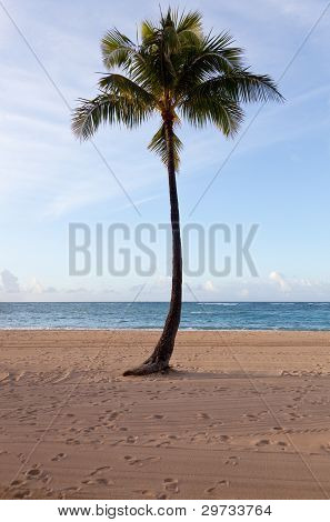 Palmy za svítání v Waikiki