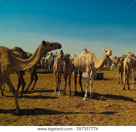 Portrait Of Drinking Camels At The Desert Well In Djibriga , Barh-el-gazal, Chad