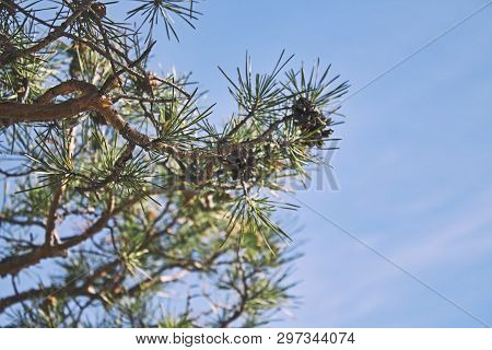 Pine Tree Branch. Pine Tree And Blue Sky. Selective Focus.