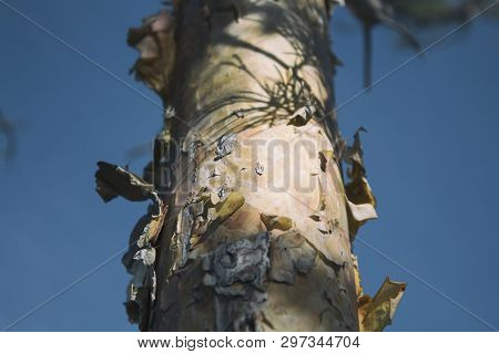 The Trunk Of The Pine. Close Up. Pine Tree.