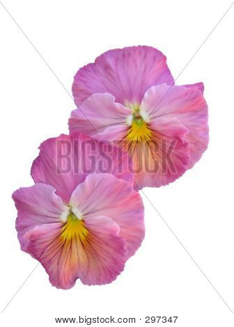 Starožitný růžové macešky izolované