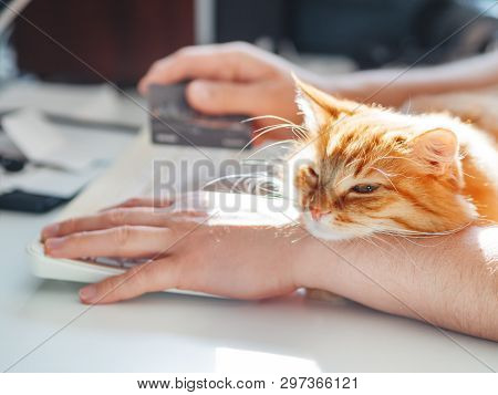 Man Is Typing At The Computer Keyboard And Holding Creadit Card In Hand. Cute Ginger Cat Dozing On M
