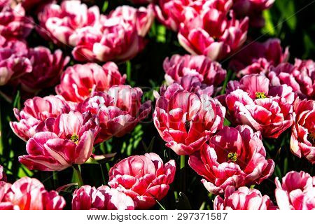 Beautiful Red Tulips In Sunny Weather In Holland.
