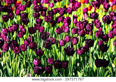 Beautiful Purple Tulips In Sunny Weather In Holland.
